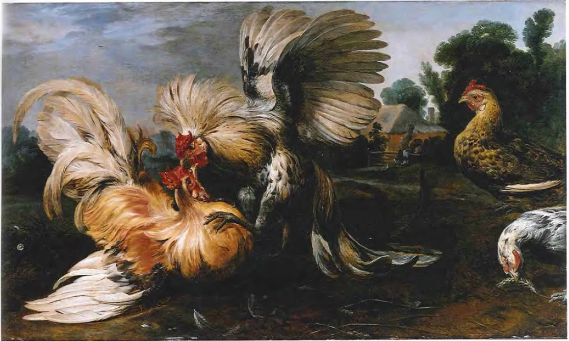 Combattimento di galli